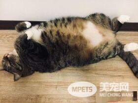 这是龙猫吧！曾经的小萌鲜肉变肥宅大叔巨猫