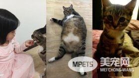 这是龙猫吧！曾经的小萌鲜肉变肥宅大叔巨猫
