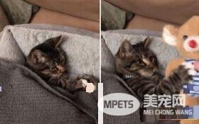 童心未泯的孩子！小萌猫要有小熊才能睡