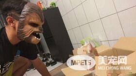 超有爱的浪喵们 每天都要列队护送遛狗