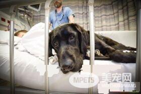自闭症男孩的忠心服务犬 住院检查也要紧紧守候