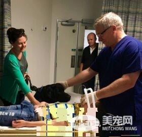自闭症男孩的忠心服务犬 住院检查也要紧紧守候