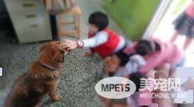 浪浪变身校园明星犬 每天都要办粉丝见面会