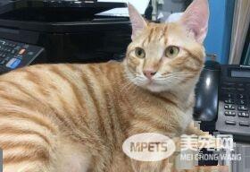 橘猫好气要跳过窗台 无奈肉肉有点都屡次失败