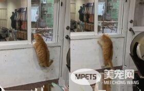 橘猫好气要跳过窗台 无奈肉肉有点都屡次失败