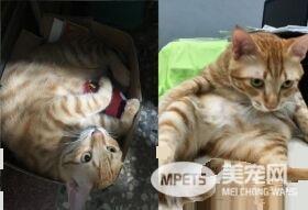 橘猫好气要跳过窗台 无奈肉肉有点都屡次失败