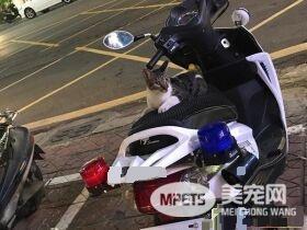 遇到猫警探了！浪喵霸占警用机车伪装黑猫警长