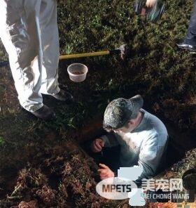 明星猫的雨天惊魂记 被困下水道获消防队解救