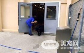 纽约导盲犬学校火警训练 174只狗狗顺利清空