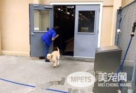 纽约导盲犬学校火警训练 174只狗狗顺利清空