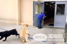 纽约导盲犬学校火警训练 174只狗狗顺利清空