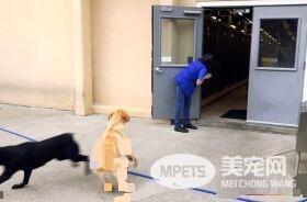 纽约导盲犬学校火警训练 174只狗狗顺利清空