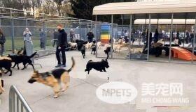 纽约导盲犬学校火警训练 174只狗狗顺利清空
