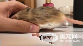 超萌肥尾沙鼠 对人类手掌心独有情钟