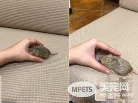 超萌肥尾沙鼠 对人类手掌心独有情钟
