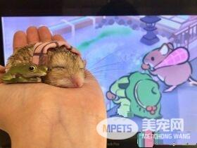 超萌肥尾沙鼠 对人类手掌心独有情钟