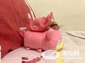 超萌肥尾沙鼠 对人类手掌心独有情钟