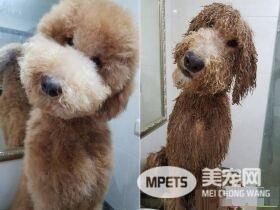 贵宾洗澡变身玉米面头 招牌呆萌表情笑喷