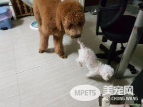 贵宾洗澡变身玉米面头 招牌呆萌表情笑喷