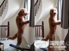 贵宾洗澡变身玉米面头 招牌呆萌表情笑喷