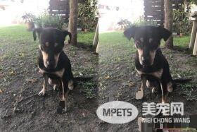 工地忠犬小黑遭遗弃 却还是回来痴痴等待工人们