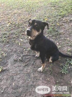 工地忠犬小黑遭遗弃 却还是回来痴痴等待工人们