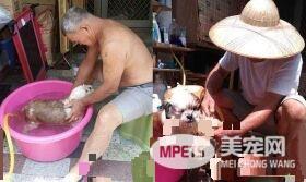 满嘴说讨厌狗的爸爸 如今却是最爱狗狗的