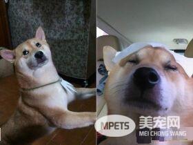 贪吃汪星人超乖巧 下巴靠在桌上痴痴凝望小馒头