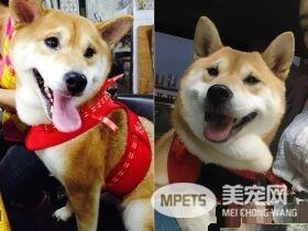 贪吃汪星人超乖巧 下巴靠在桌上痴痴凝望小馒头