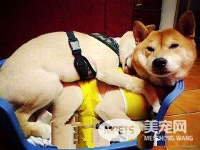 贪吃汪星人超乖巧 下巴靠在桌上痴痴凝望小馒头