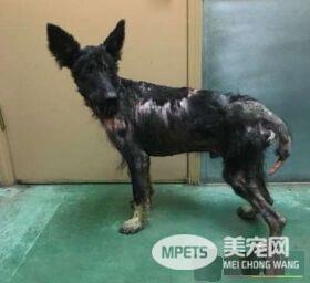 加州路边有只怪物？原来是一只受伤的德国狼犬