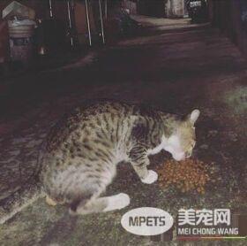 遇到流氓打劫！浪喵强势入厕所面对饲料却不领情