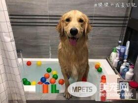 是谁欺负我妹妹！哈士奇遭欺负姐姐来替妹妹报仇