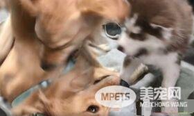 是谁欺负我妹妹！哈士奇遭欺负姐姐来替妹妹报仇