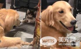 是谁欺负我妹妹！哈士奇遭欺负姐姐来替妹妹报仇