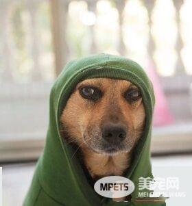 被邻居呛：养狗干嘛？ 至少狗狗永远不会背叛你
