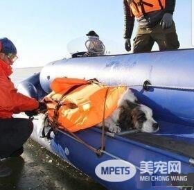 狗狗被卡冻冰上 救援队帮助脱困后又放回街头