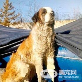 狗狗被卡冻冰上 救援队帮助脱困后又放回街头