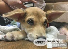 长大18变！小瘦子长大变双下巴的小肥猪