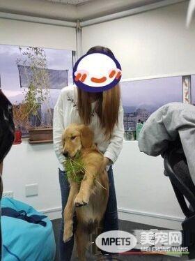 採花贼！调皮阿金采花被马麻抓包模样超可爱