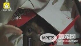 幸好救援计画大成功！猫咪被困管道深处幸得路人相救