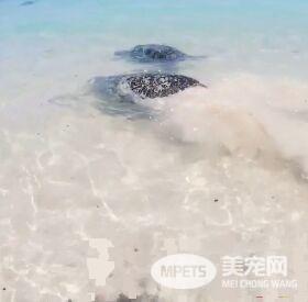 澳洲男子游玩发现受困海龟 暖心就了海龟一命