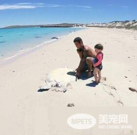 澳洲男子游玩发现受困海龟 暖心就了海龟一命