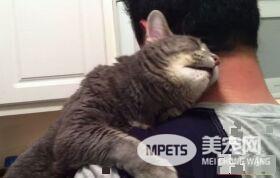 看得人都要融化啦！超会撒娇的喵星人