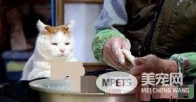 光是看照片就快热泪盈眶！猫叔陪伴老奶奶超暖心