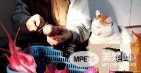 光是看照片就快热泪盈眶！猫叔陪伴老奶奶超暖心