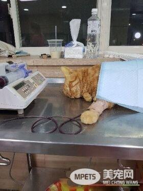 不哭不哭 眼泪是珍珠！生病橘猫看到药袋泛泪