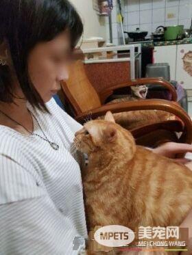 不哭不哭 眼泪是珍珠！生病橘猫看到药袋泛泪