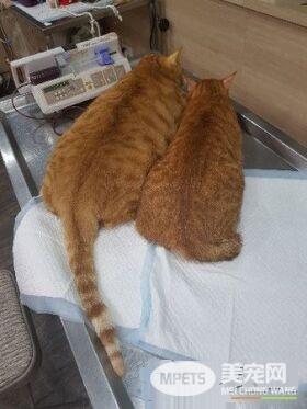 不哭不哭 眼泪是珍珠！生病橘猫看到药袋泛泪