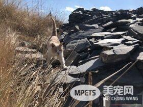 要是再不走一定走不了 旅途偶遇亲人猫咪不舍离开